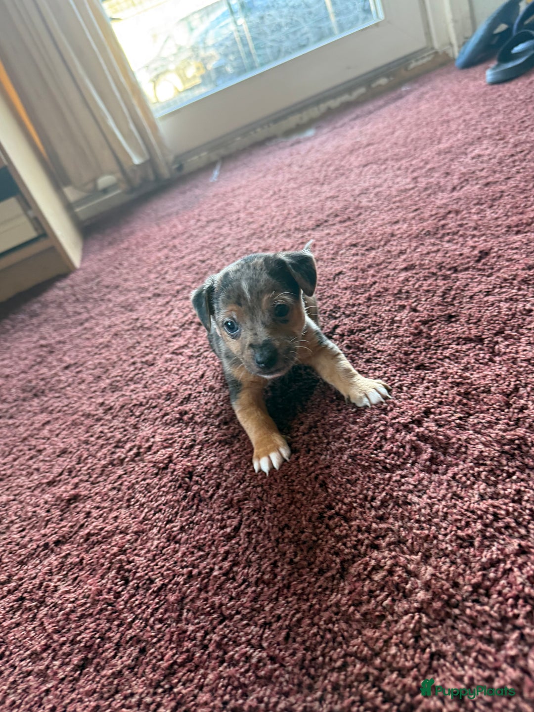 Jack Russel Terriër honden te koop: Jack russel pups - Advertentie 36