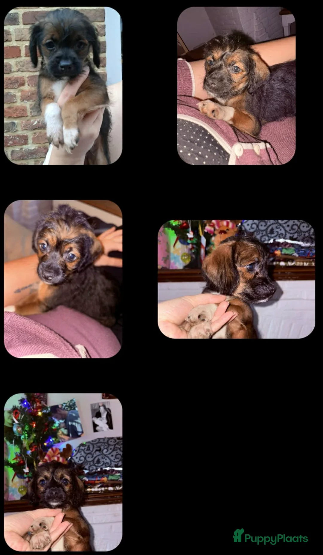 Kruising honden te koop: Mooie kruising pupjes 🥰 - Advertentie 3