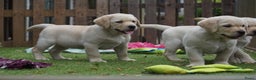 Labrador Retriever honden te koop: Authentieke Gele Labrador pups met Stamboom  - Advertentie 13