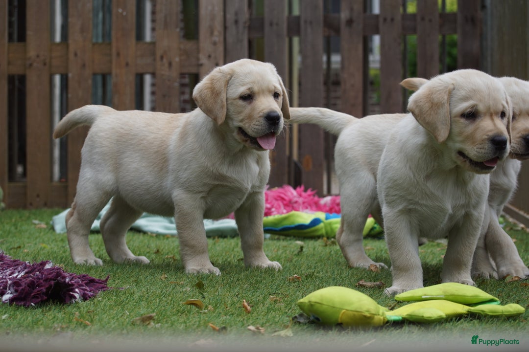 Labrador Retriever honden te koop: Authentieke Gele Labrador pups met Stamboom  - Advertentie 13
