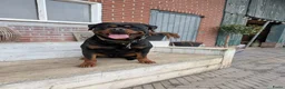 Rottweiler honden te koop: Prachtige Rottweilerpups  - Advertentie 22