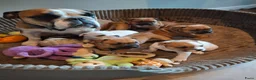 Kruising honden te koop: Prachtige pups - Advertentie 8