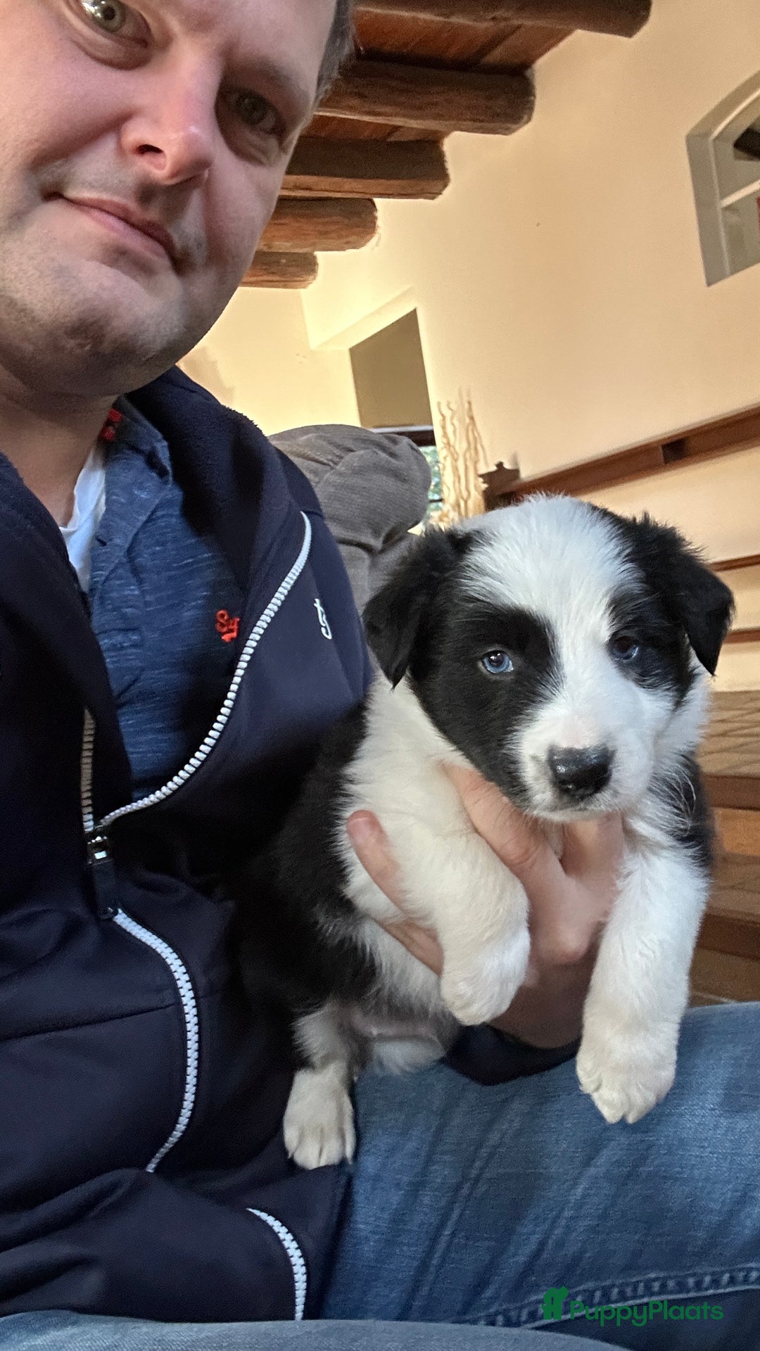 Border Collie honden ter dekking: Border Collie Dekreu in Terneuzen - Advertentie 5