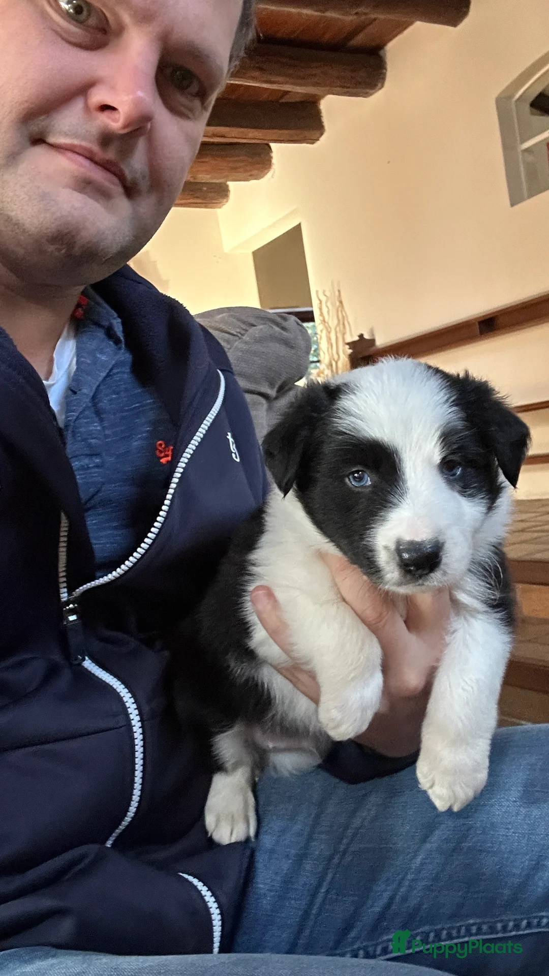 Border Collie honden ter dekking: Border Collie Dekreu in Terneuzen - Advertentie 5