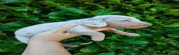 Teckel (korthaar)  honden te koop: Knappe dwergteckel pups - Advertentie 4