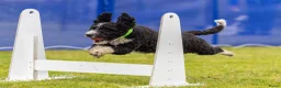 Spaanse Waterhond honden te koop: Spaanse Waterhond pups geboren Bruin, Zwart & Bont - Advertentie 8