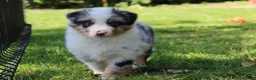 Australian Shepherd honden te koop: Australian shepherd pups beschikbaar - Advertentie 15