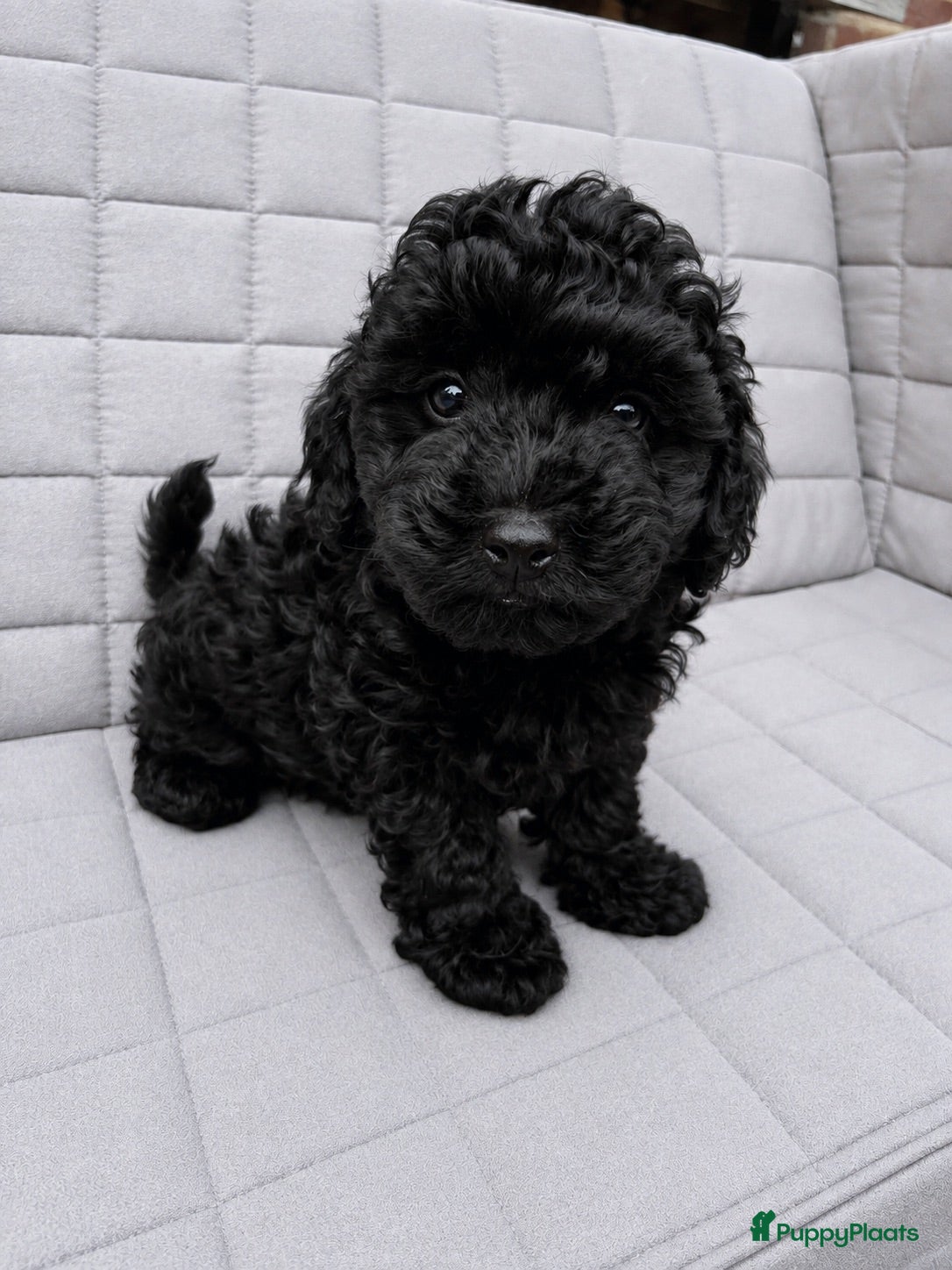 Maltipoo honden Lieve kleine maltipoo zoeken een huisje!  - Advertentie 2