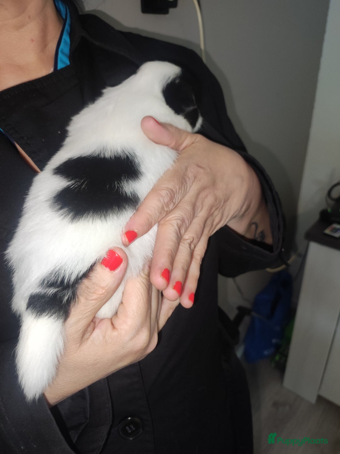 Maltipoo honden te koop: Prachtige pups maltipoo-pomerian in Helmond - Afbeelding 19