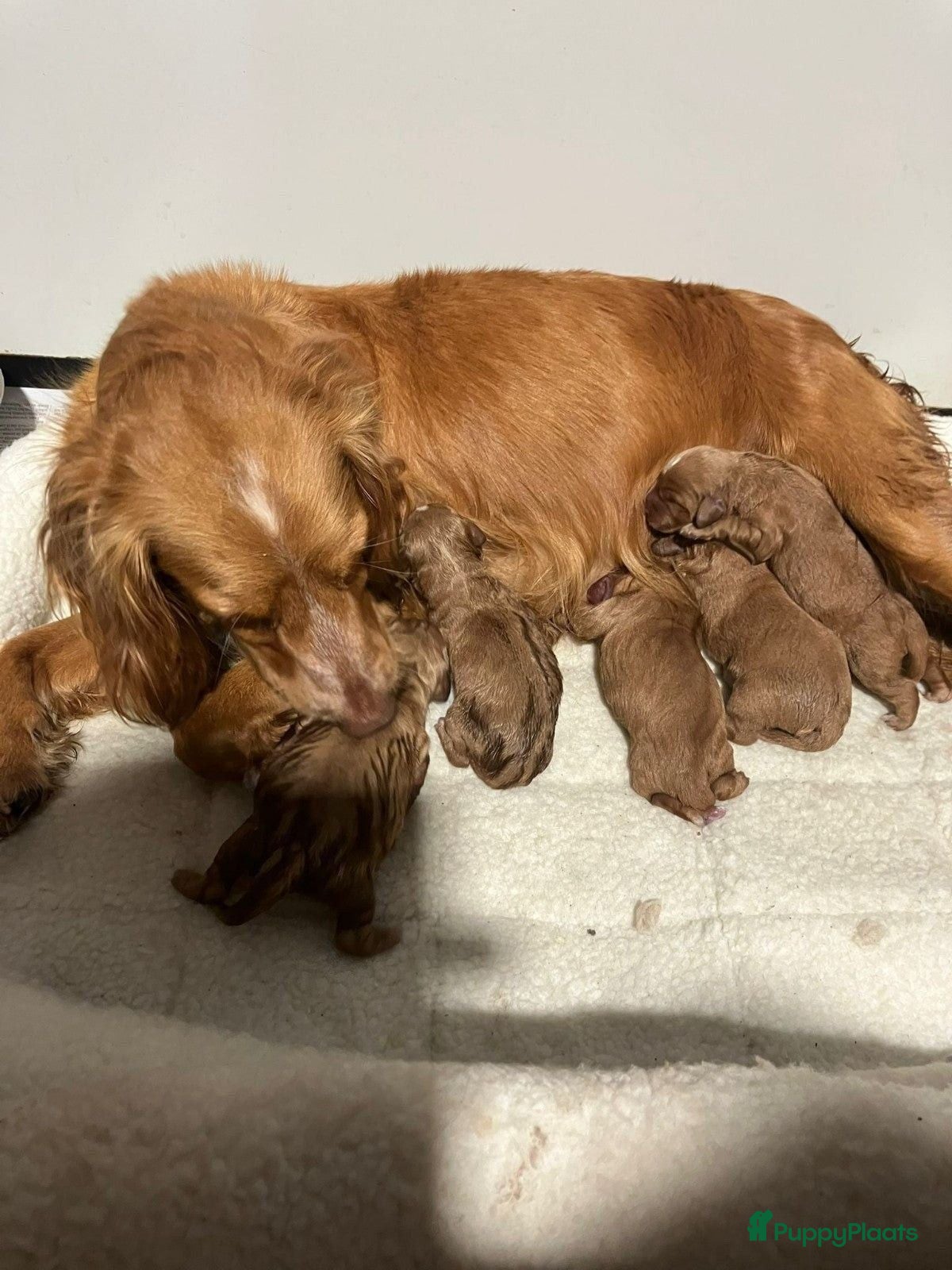 Cockapoo honden Cockapoo pups mogen het nestje verlaten - Advertentie 2