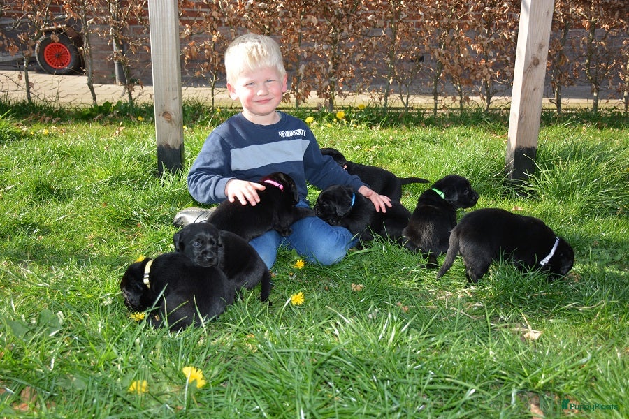 Goldador honden Lieve Goldador pups mogen naar hun nieuwe huisje - Advertentie 1