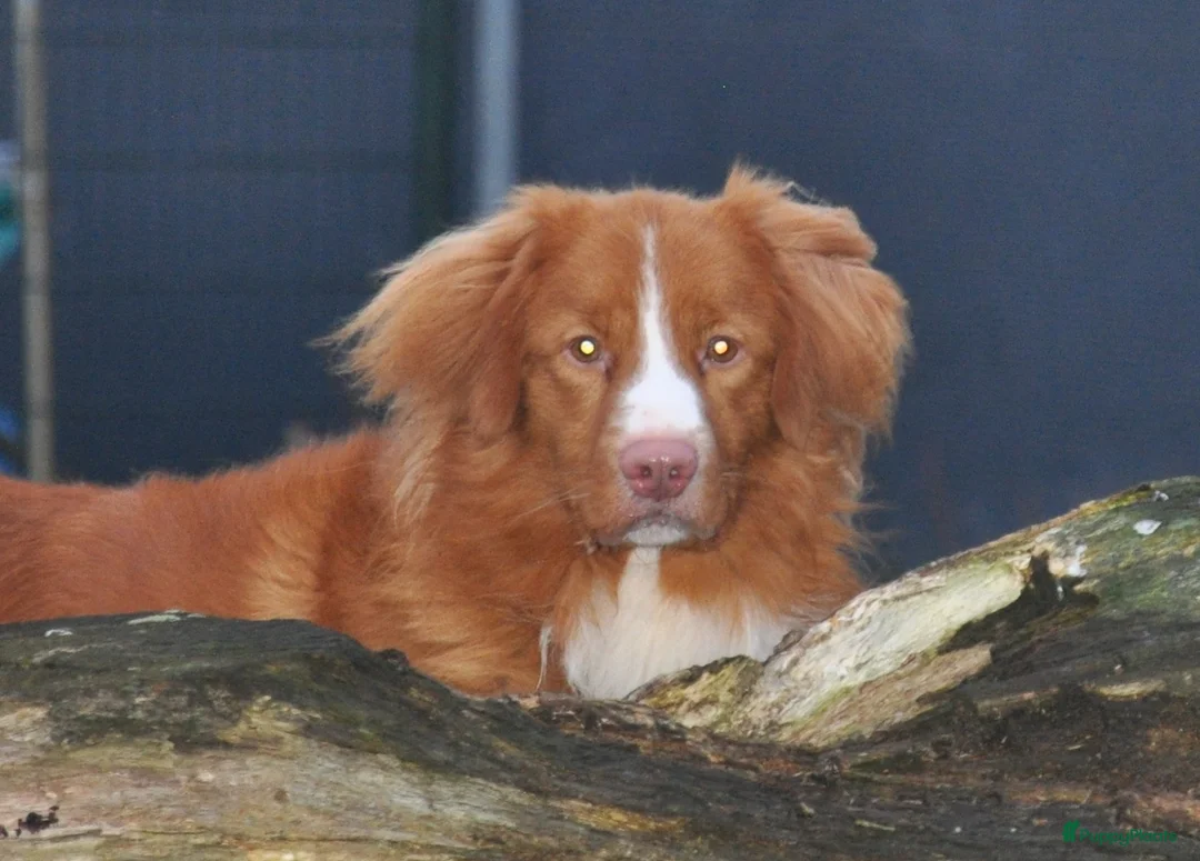 Nova Scotia Duck Tolling Retriever honden te koop: Speelse Nova Scotia Duck Tolling Retriever pups  - Advertentie 39