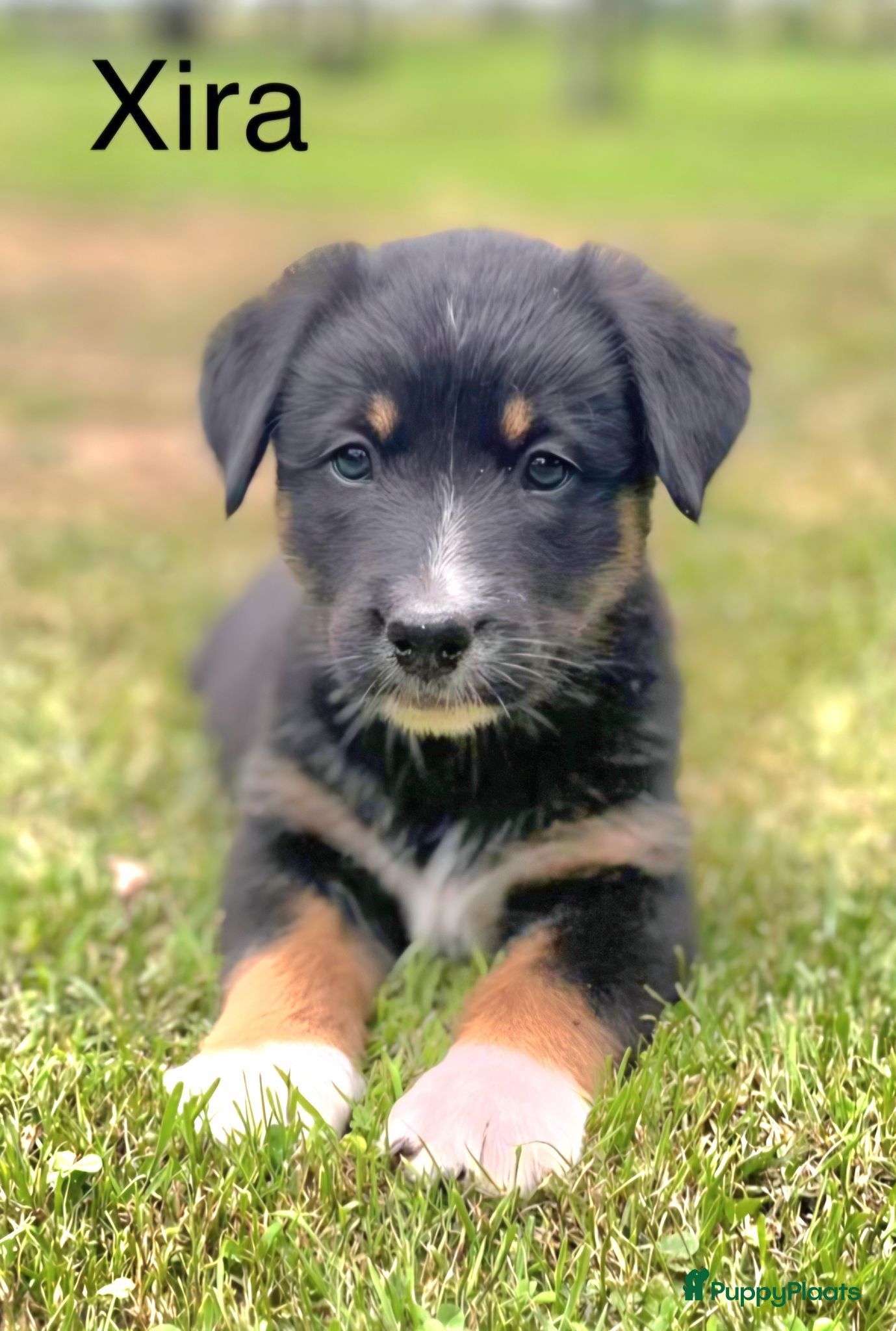 Berner Sennenhond honden Bernersennen pups  - Advertentie 1