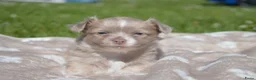 Chihuahua honden te koop: Langharige Chihuahua puppy’s  - Advertentie 10