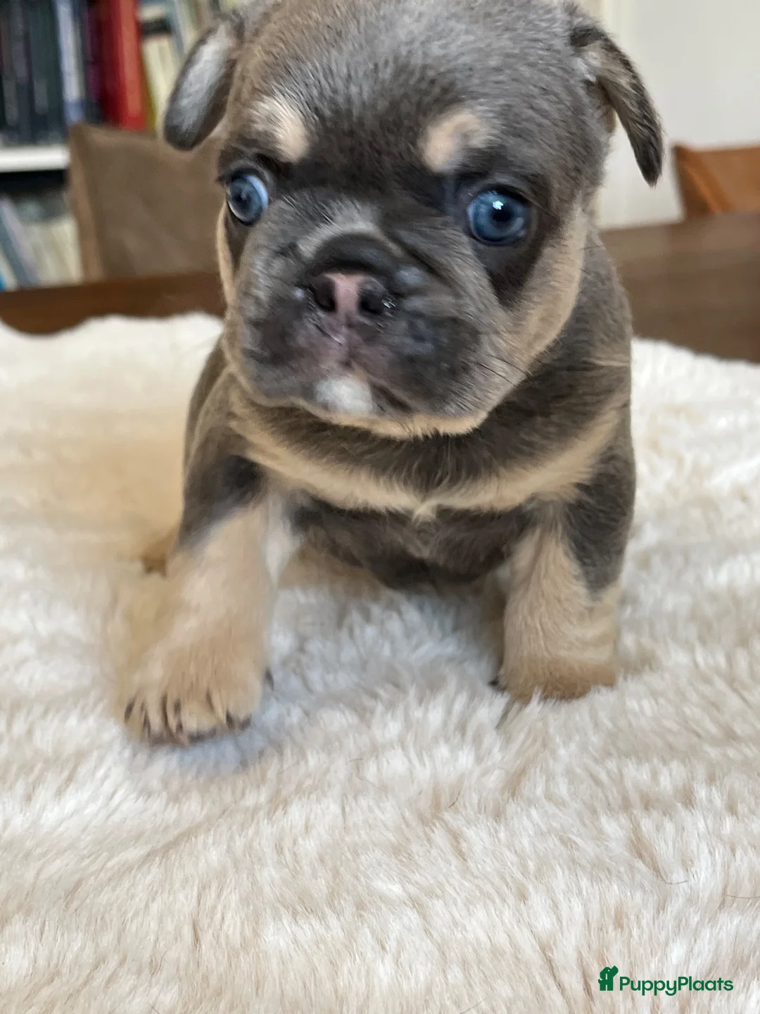 Franse Bulldog honden te koop: Franse Bulldog pups België  - Advertentie 7