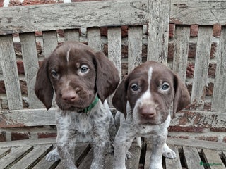 Duitse Staande Hond Korthaar honden - Advertentie 2