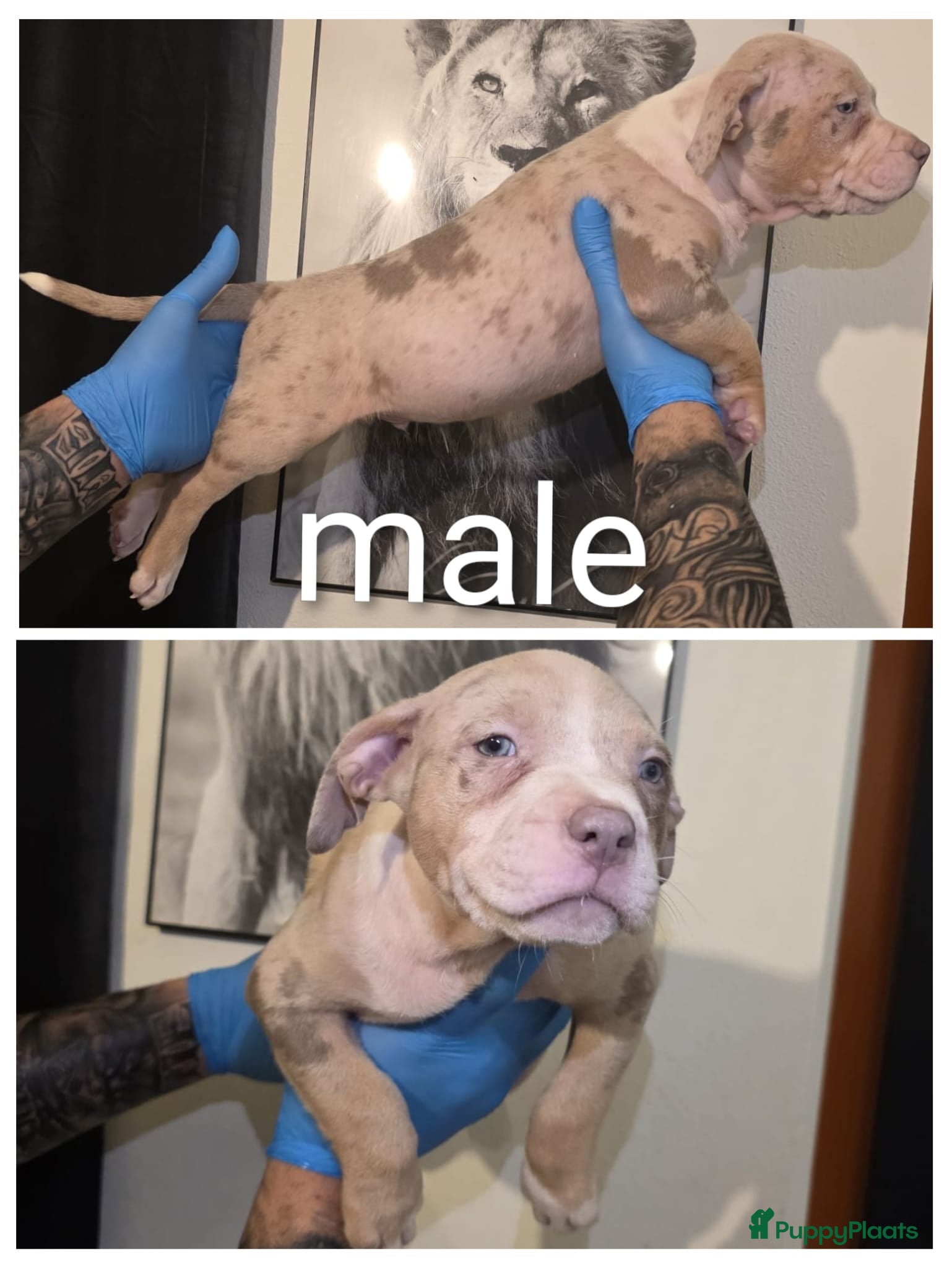 Amerikaanse Bully honden Xl bully  - Advertentie 1