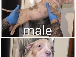 Amerikaanse Bully honden Xl bully - Advertentie 4