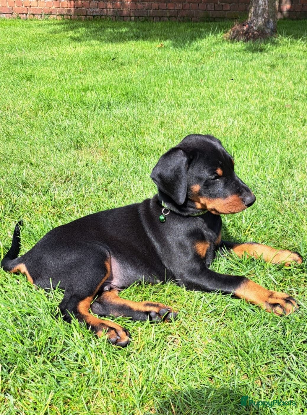 Dobermann honden Prachtig nestje Dobermann pups - Advertentie 1