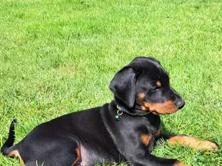 Dobermann honden Prachtig nestje Dobermann pups - Advertentie 6
