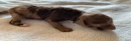 Labradoodle honden te koop: 6 prachtige Labradoodle puppy’s beschikbaar - Advertentie 11