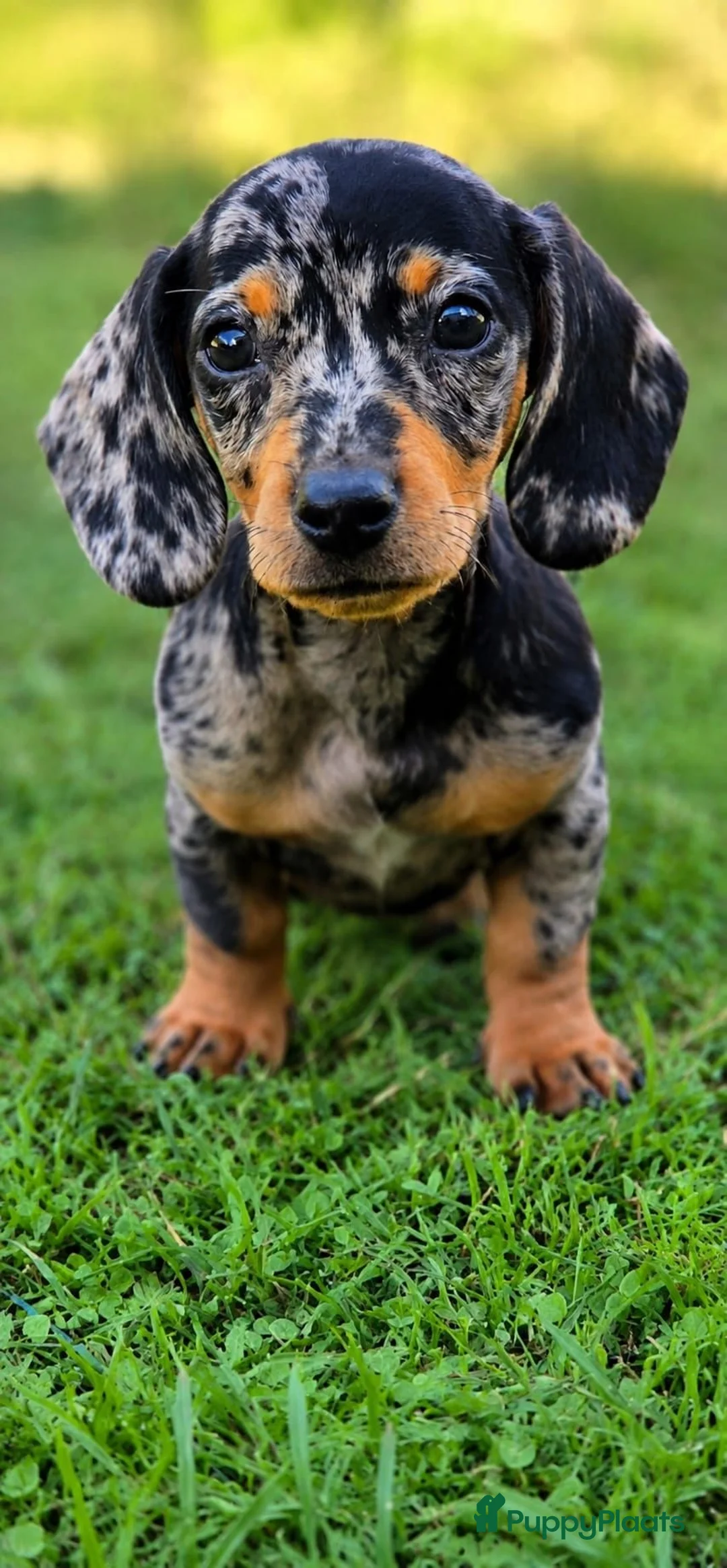 Dwergteckel honden te koop: Prachtige dwergteckel pups  - Advertentie 1