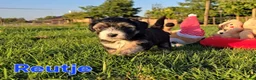Maltipoo honden te koop: 🥰 9 Prachtige Maltipoo pups! Unieke kleuren 🐶 - Advertentie 10