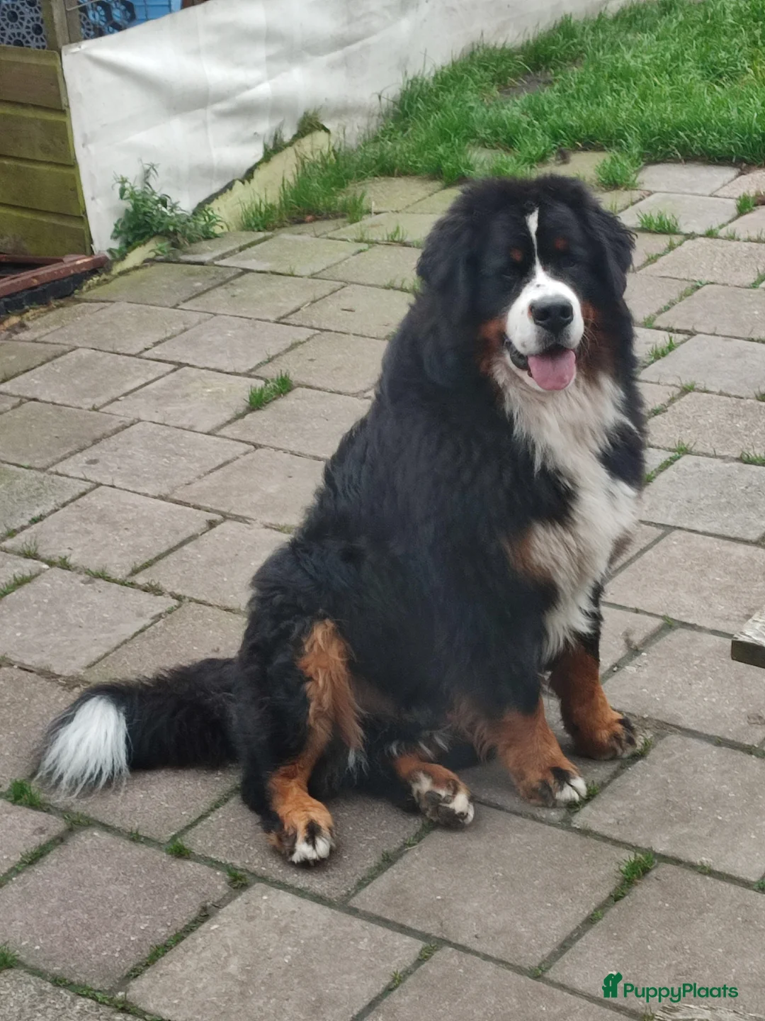 Berner Sennenhond honden te koop: Berner sennen - Advertentie 5