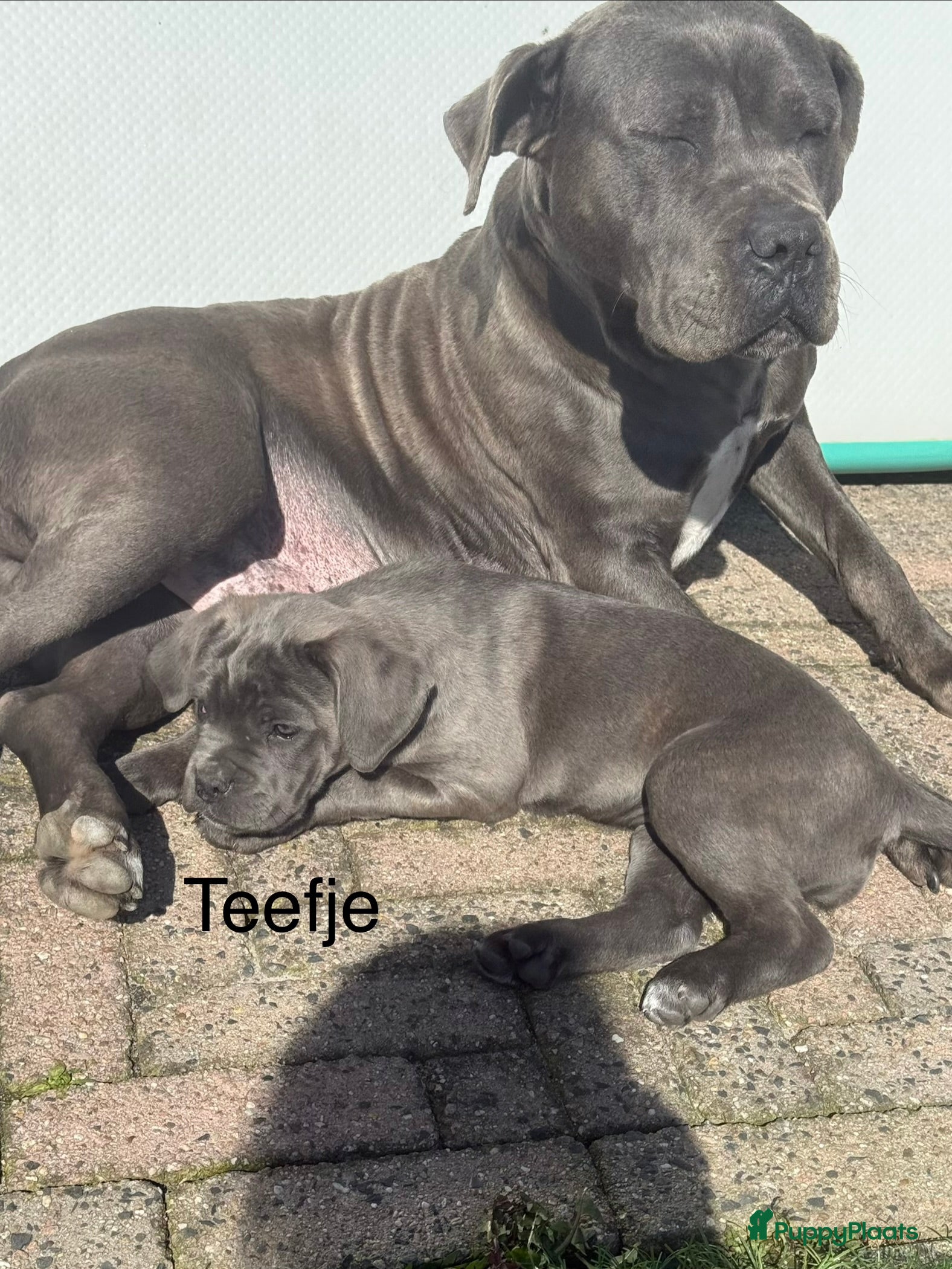 Cane Corso honden 4 lieve cane corso pups zoeken gouden mandje - Advertentie 1