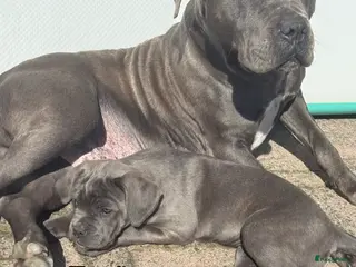 Cane Corso honden 4 lieve cane corso pups zoeken gouden mandje - Advertentie 2