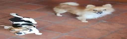 Kruising honden te koop: Jack Russell terriër kruising met pomeriaan reu 🐾 - Advertentie 2