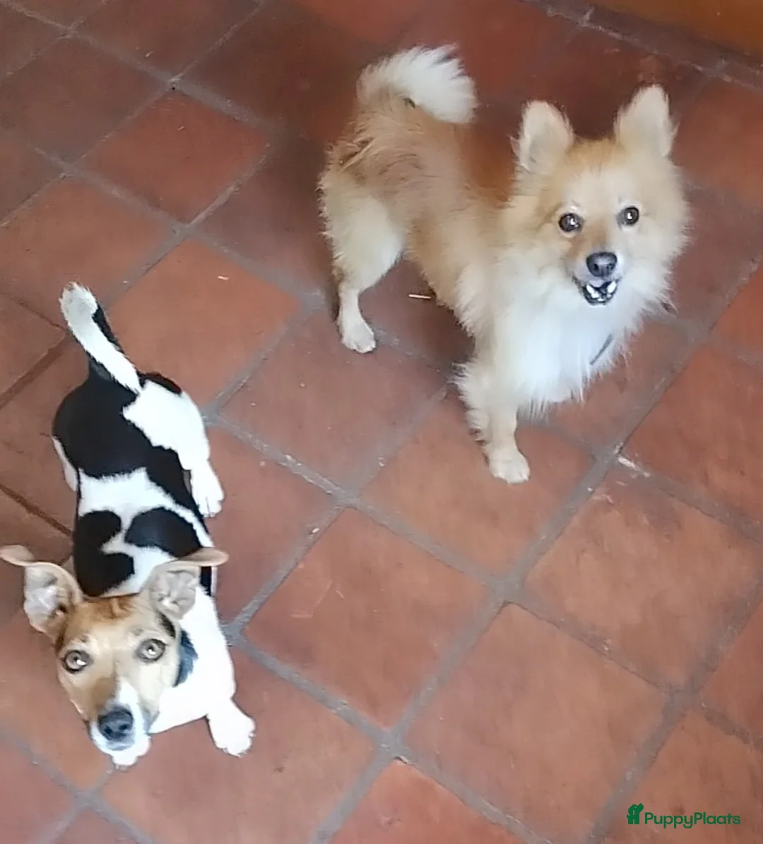 Kruising honden te koop: Jack Russell terriër kruising met pomeriaan reu 🐾 - Advertentie 2