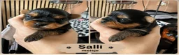 Yorkshire Terriër honden te koop:   Yorkshire Terrier pups – voor reservering‼️1‼️ 2 - Advertentie 3