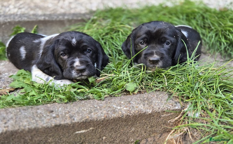Kruising honden - Advertentie 2
