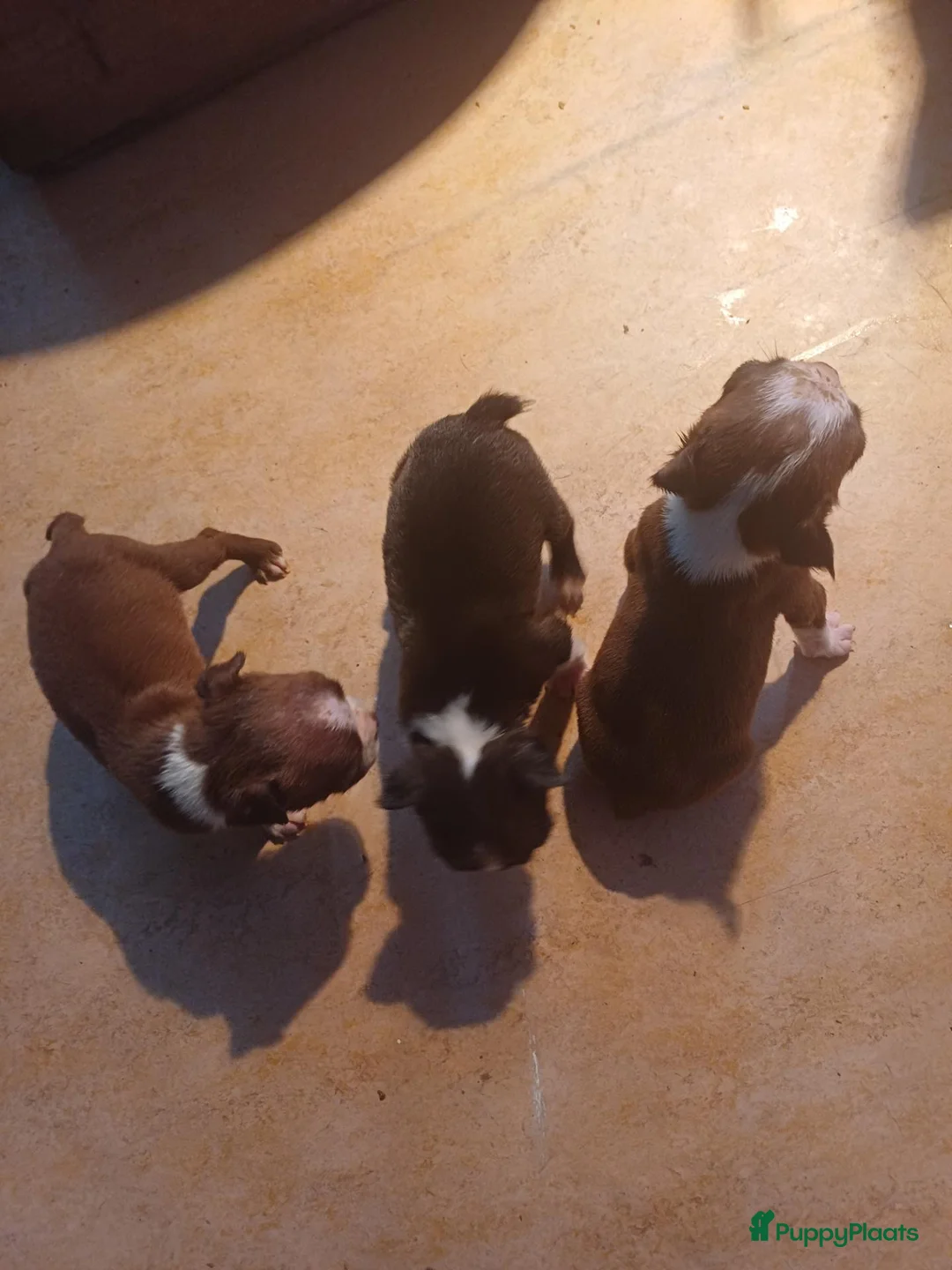 Boston Terriër honden te koop: Boston terrier pups te koop in Udenhout - Advertentie 4