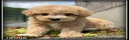 Maltipoo honden te koop: Maltipoo F1b pups - Advertentie 11
