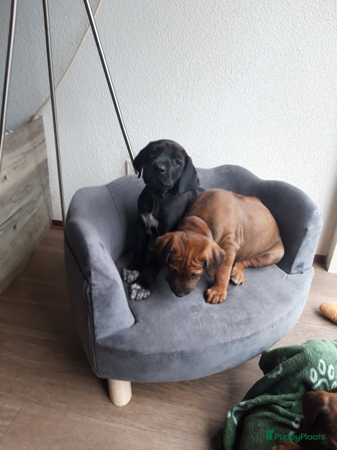 Rhodesian Ridgeback honden te koop: "Prachtige kruising Rhodesians"  in Bavel - Afbeelding 8