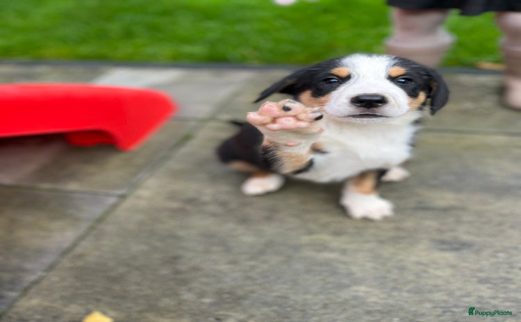 Grote Zwitserse Sennenhond honden - Advertentie 15