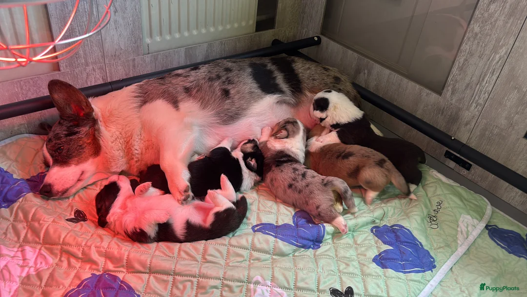 Kruising honden te koop: Prachtige welsh corgi’s - Advertentie 1