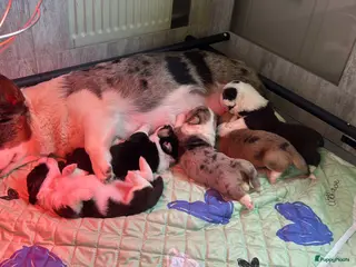 Kruising honden Prachtige welsh corgi’s - Advertentie 3