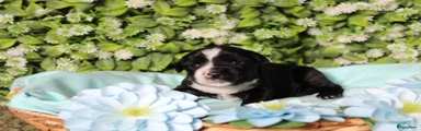 Tibetaanse Terriër Puppy 2