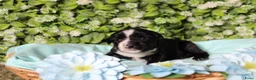 Tibetaanse Terriër honden te koop: Tibetaanse terrier pups  - Advertentie 18