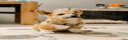 Welsh Corgi Pembroke honden te koop: Welsh Pembroke Corgi Puppy in Losser - Advertentie 2