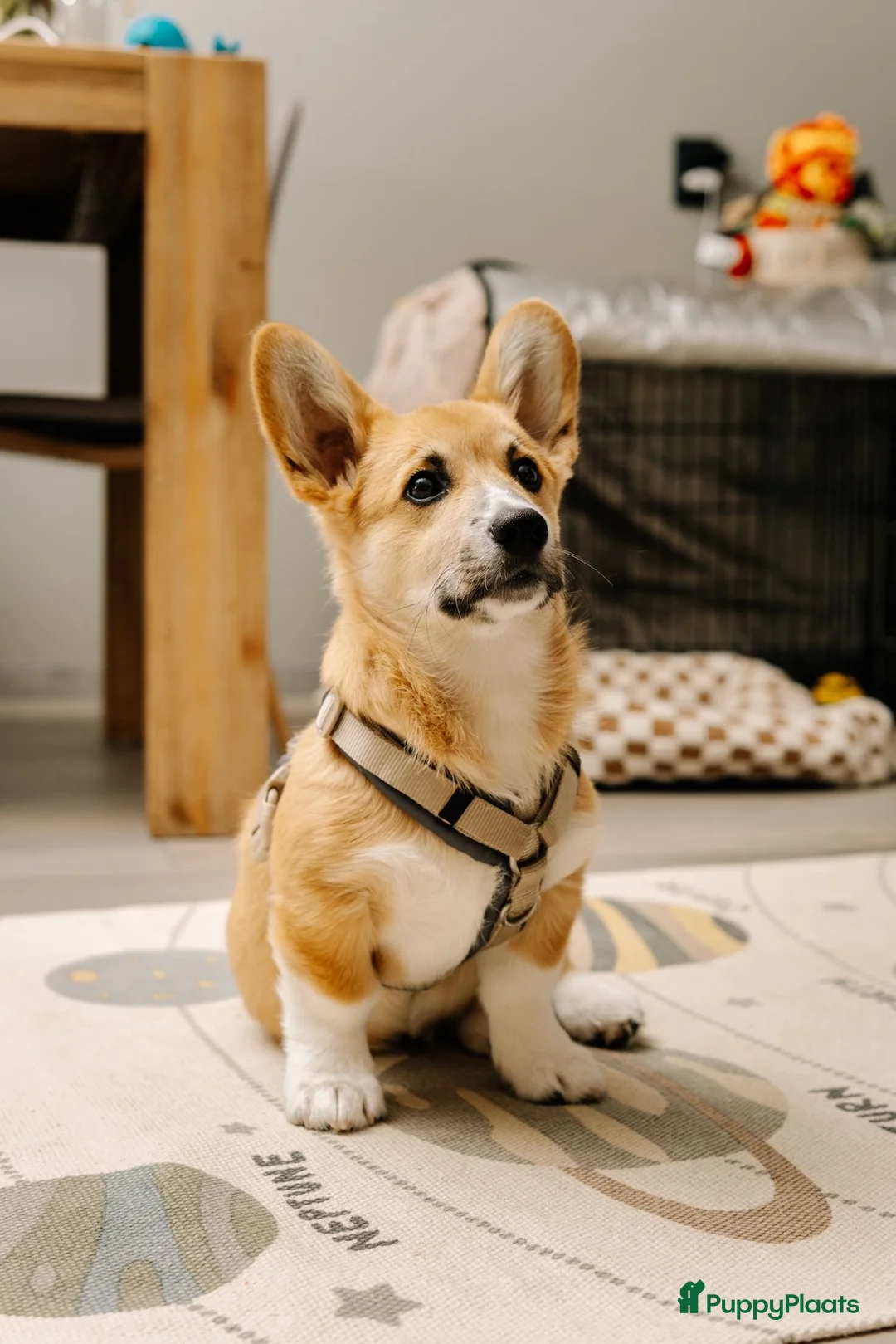 Welsh Corgi Pembroke honden te koop: Welsh Pembroke Corgi Puppy in Losser - Advertentie 2