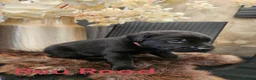 Labrador Retriever honden te koop: Prachtige labrador pups - Advertentie 21
