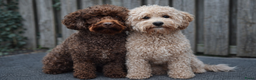 Labradoodle honden te koop: Labradoodle pups - Advertentie 1