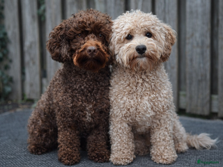 Labradoodle honden Labradoodle pups - Advertentie 1