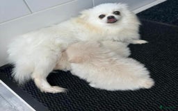 Pomeriaan honden te koop: Pomeriaan pups  - Afbeelding 5