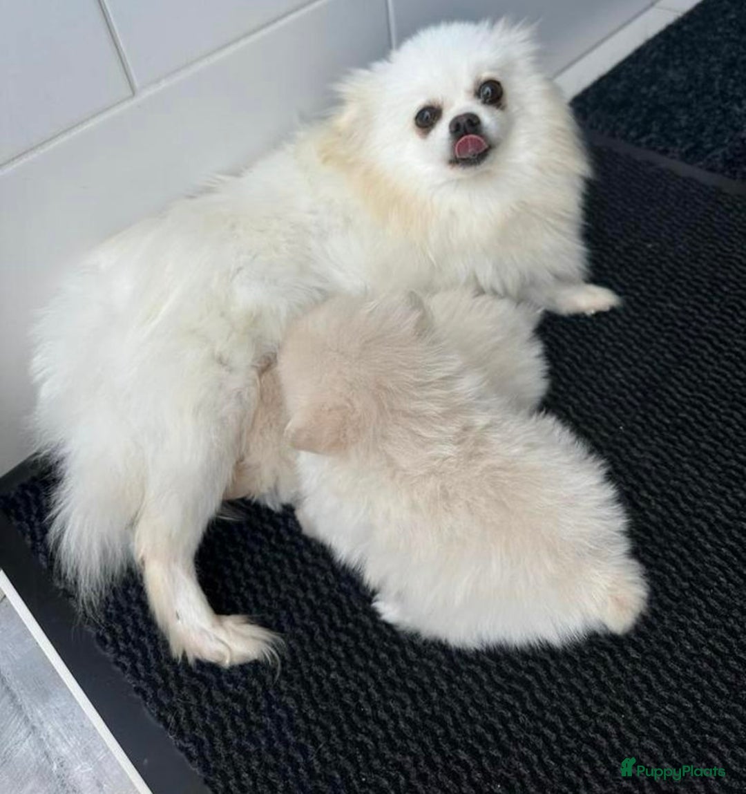 Pomeriaan honden te koop: Pomeriaan pups  - Afbeelding 5