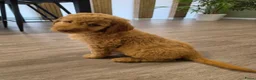 Labradoodle honden te koop: Hele mooie medium doodle half Australian bloed🩵🤩 - Advertentie 1